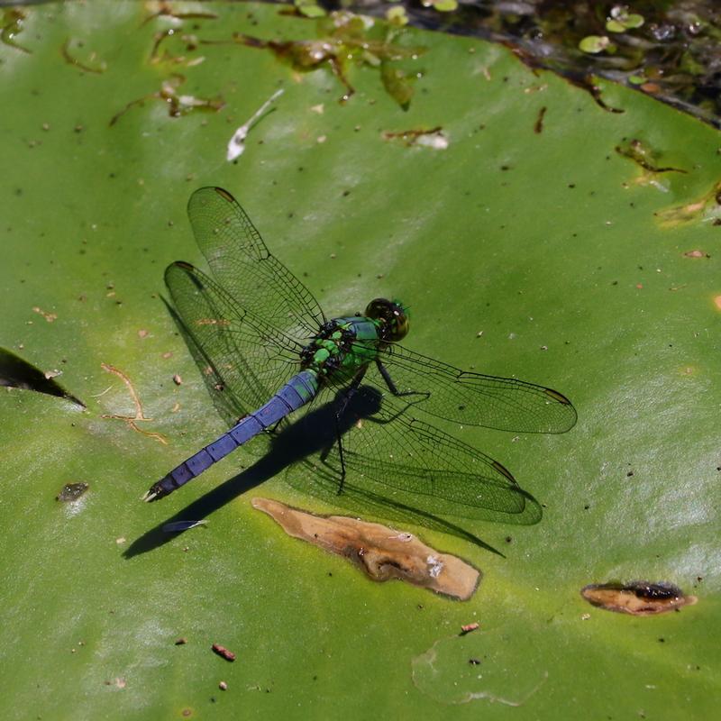 Photo of Eastern Pondhawk