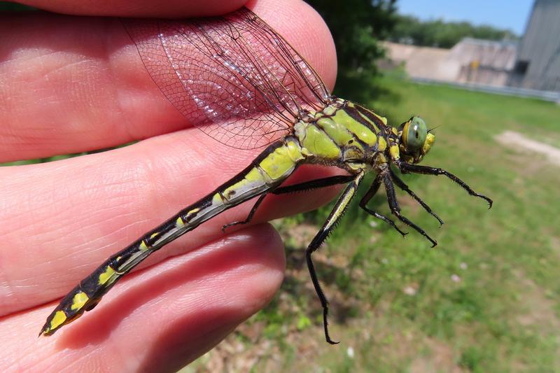 Photo of Midland Clubtail