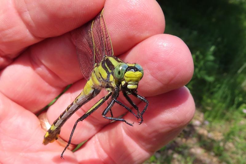 Photo of Midland Clubtail