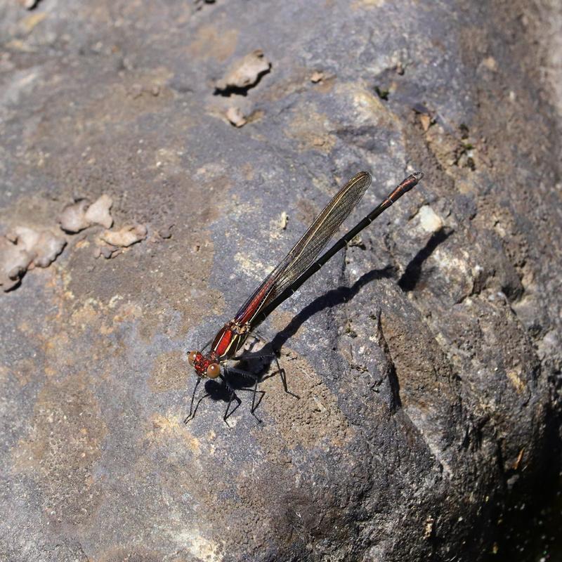 Photo of American Rubyspot