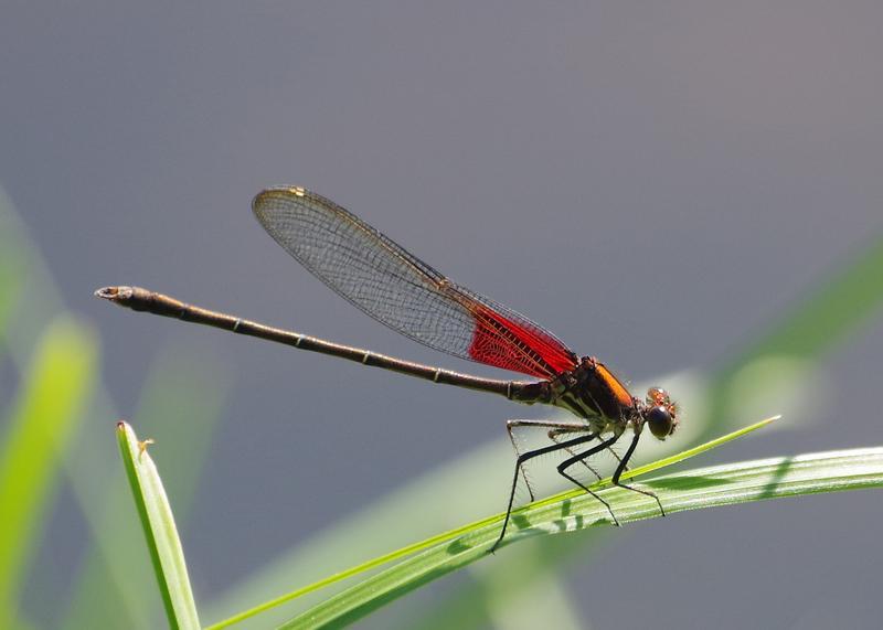 Photo of American Rubyspot