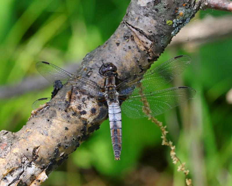 Photo of Chalk-fronted Corporal