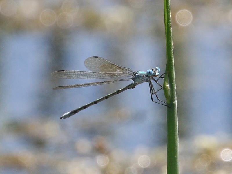 Photo of Amber-winged Spreadwing