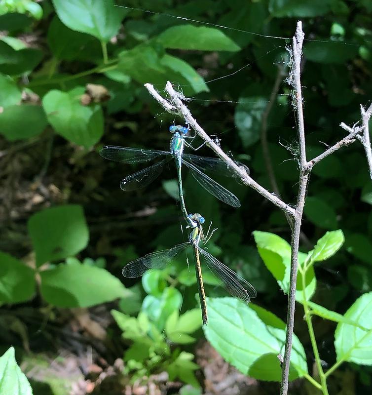 Photo of Emerald Spreadwing