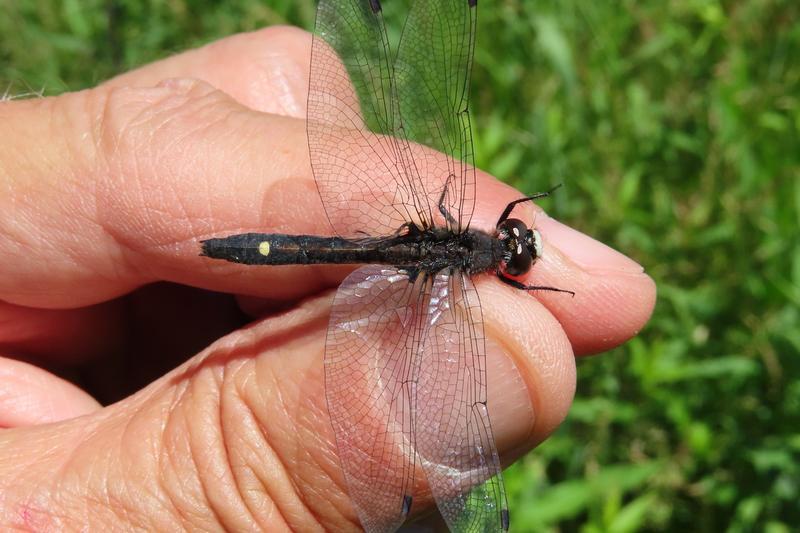 Photo of Dot-tailed Whiteface