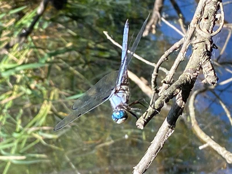 Photo of Great Blue Skimmer