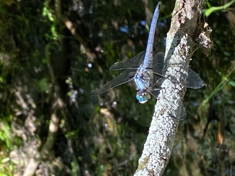 Photo of Great Blue Skimmer