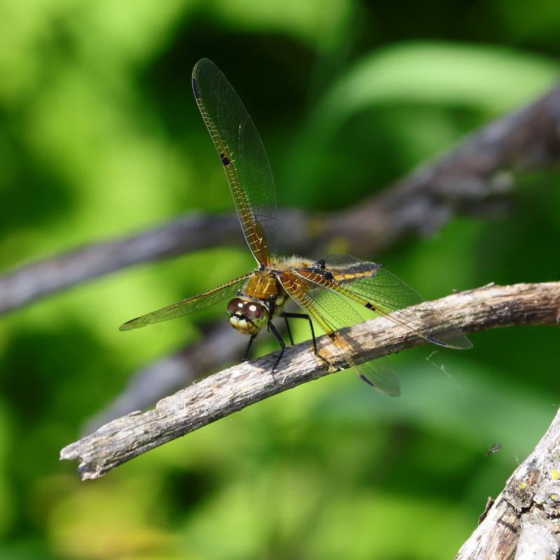 Photo of Four-spotted Skimmer