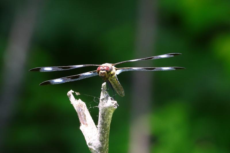 Photo of Twelve-spotted Skimmer