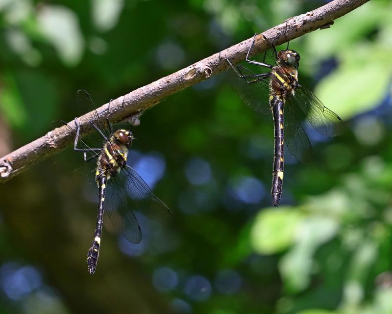 Photo of Swift River Cruiser (Illinois River Cruiser ssp.)