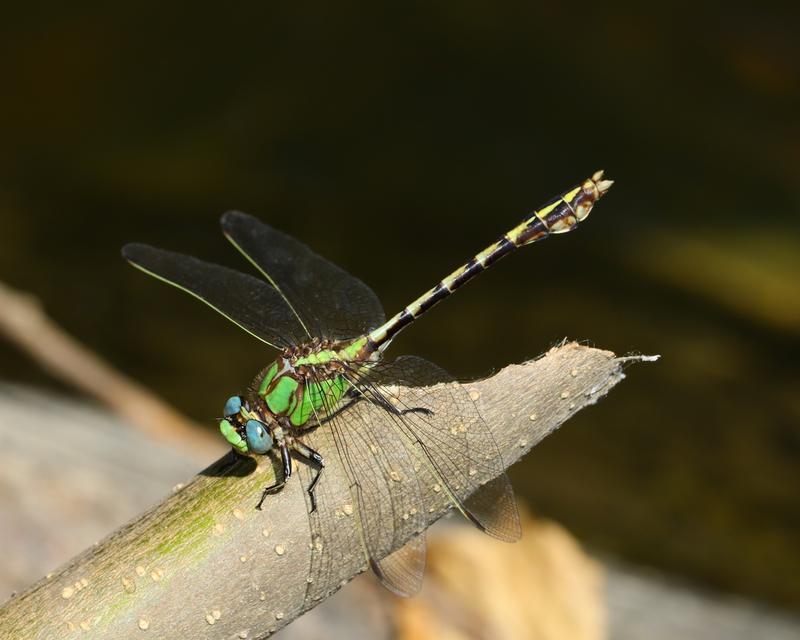 Photo of Sioux Snaketail