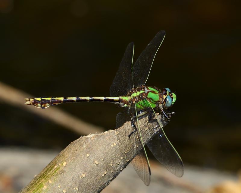 Photo of Sioux Snaketail