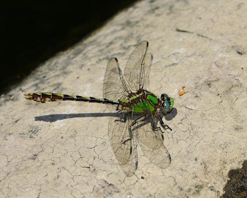 Photo of Sioux Snaketail