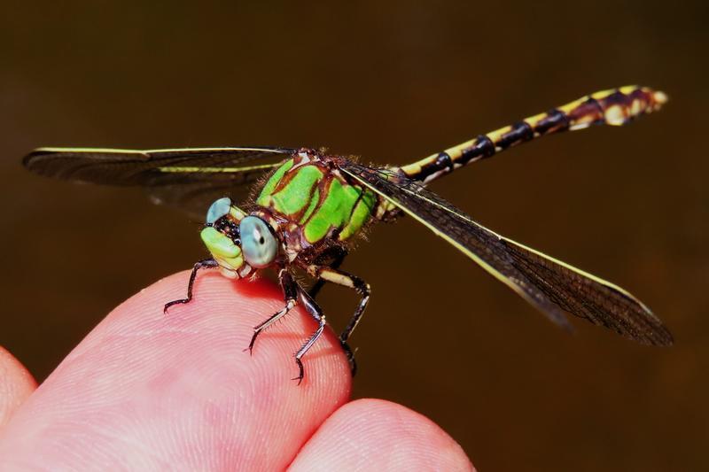 Photo of Sioux Snaketail