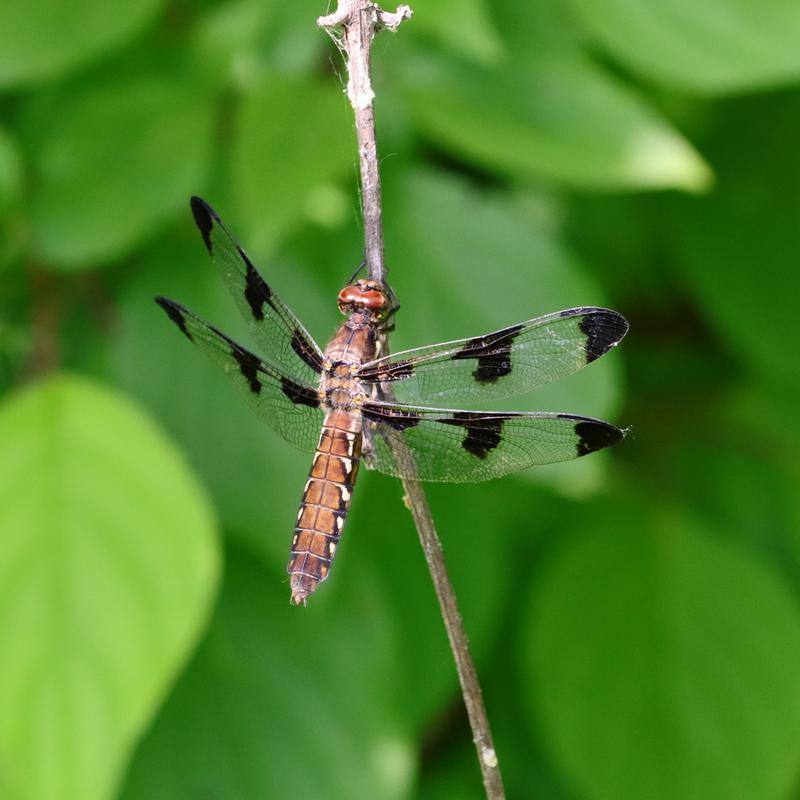 Photo of Common Whitetail