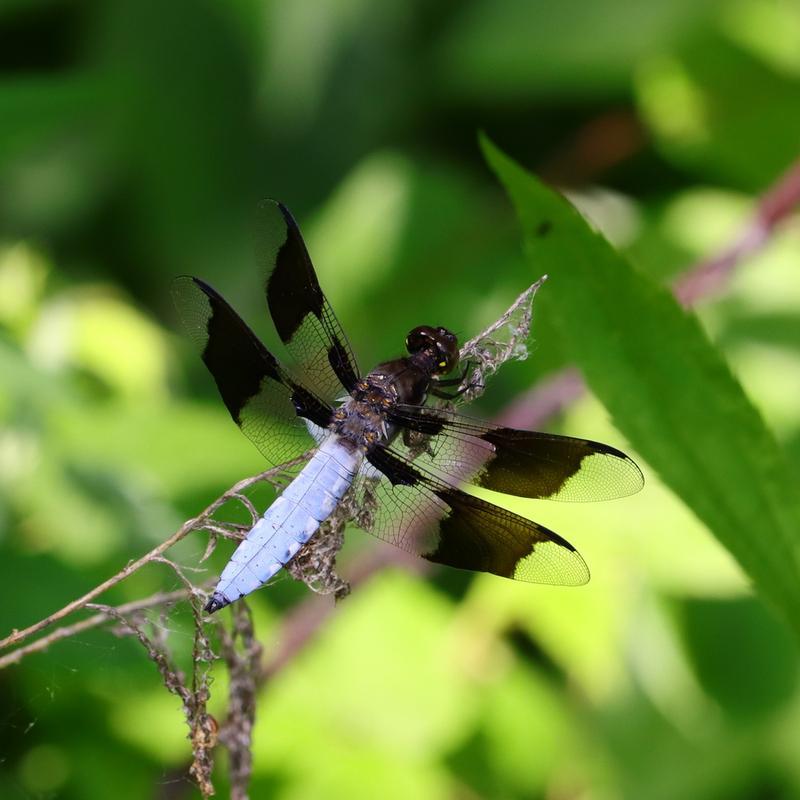 Photo of Common Whitetail