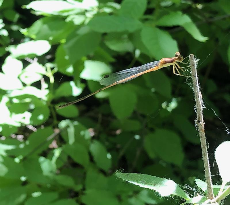 Photo of Orange Bluet