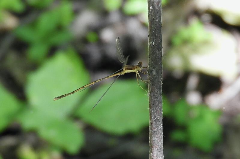 Photo of Slender Spreadwing