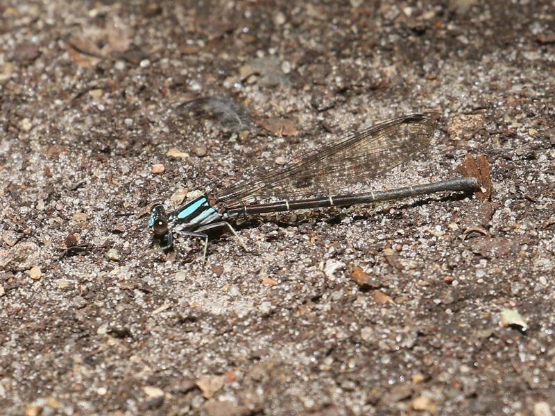 Photo of Blue-tipped Dancer