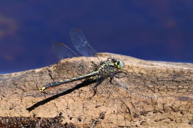 Photo of Lilypad Clubtail