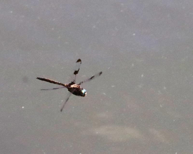 Photo of Prince Baskettail
