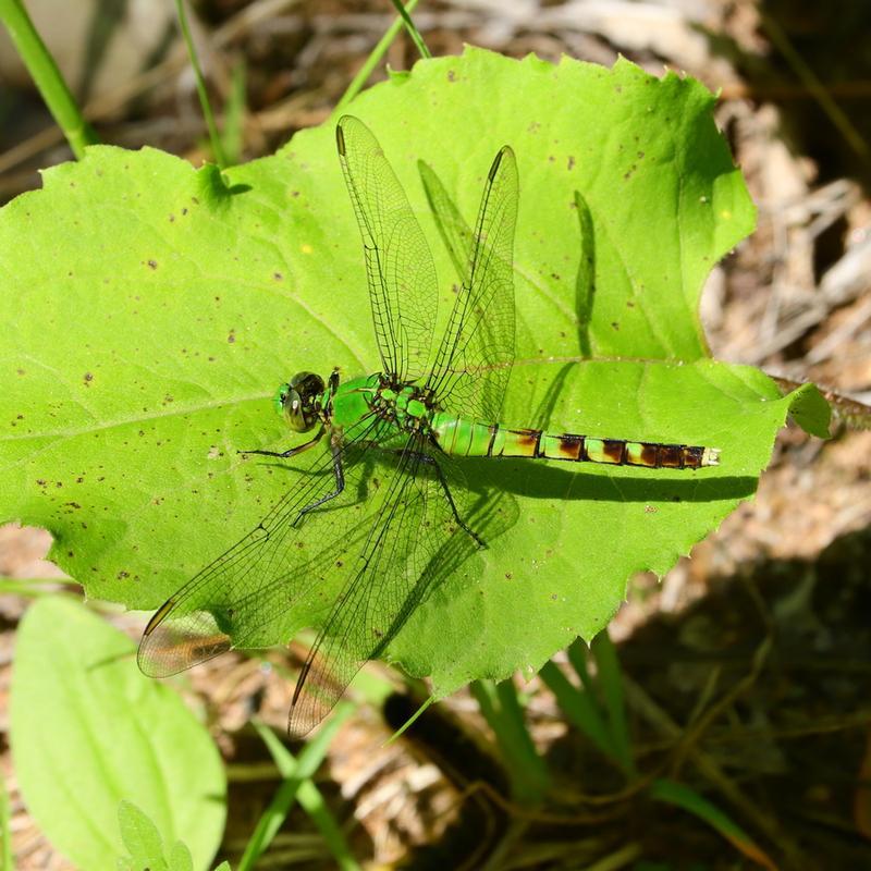 Photo of Eastern Pondhawk