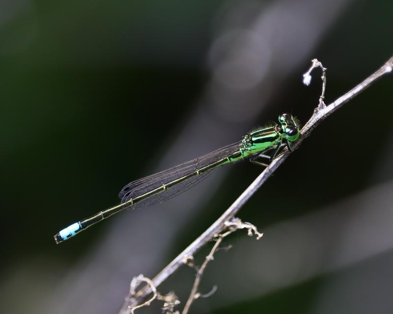 Photo of Eastern Forktail