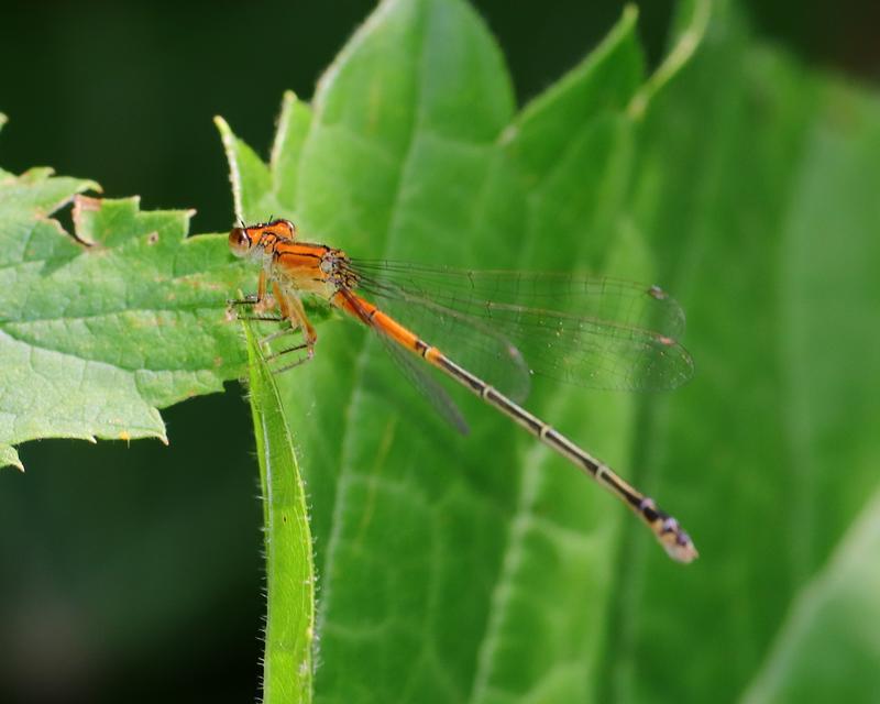 Photo of Eastern Forktail