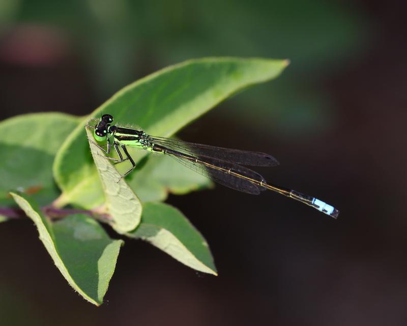 Photo of Eastern Forktail