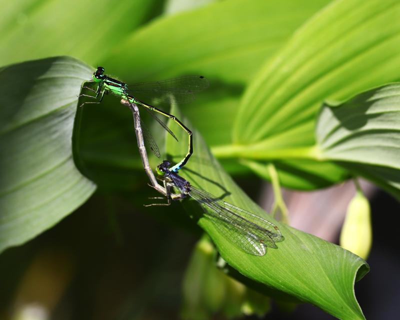 Photo of Eastern Forktail