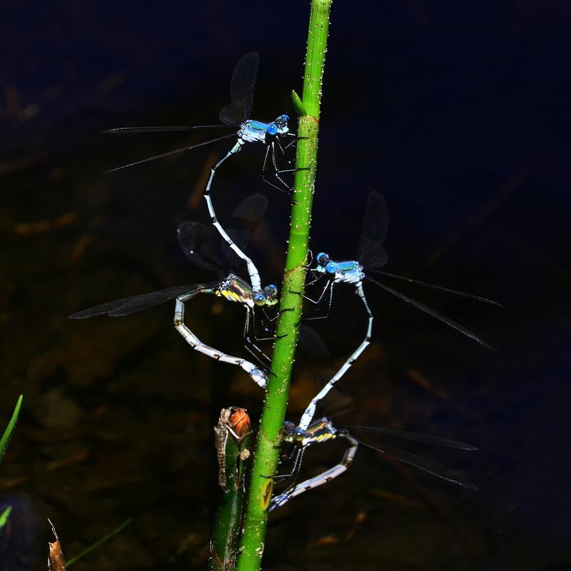 Photo of Amber-winged Spreadwing