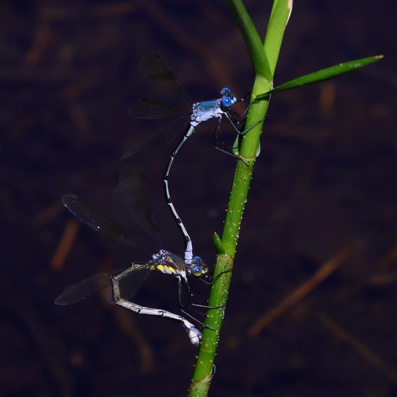 Photo of Amber-winged Spreadwing