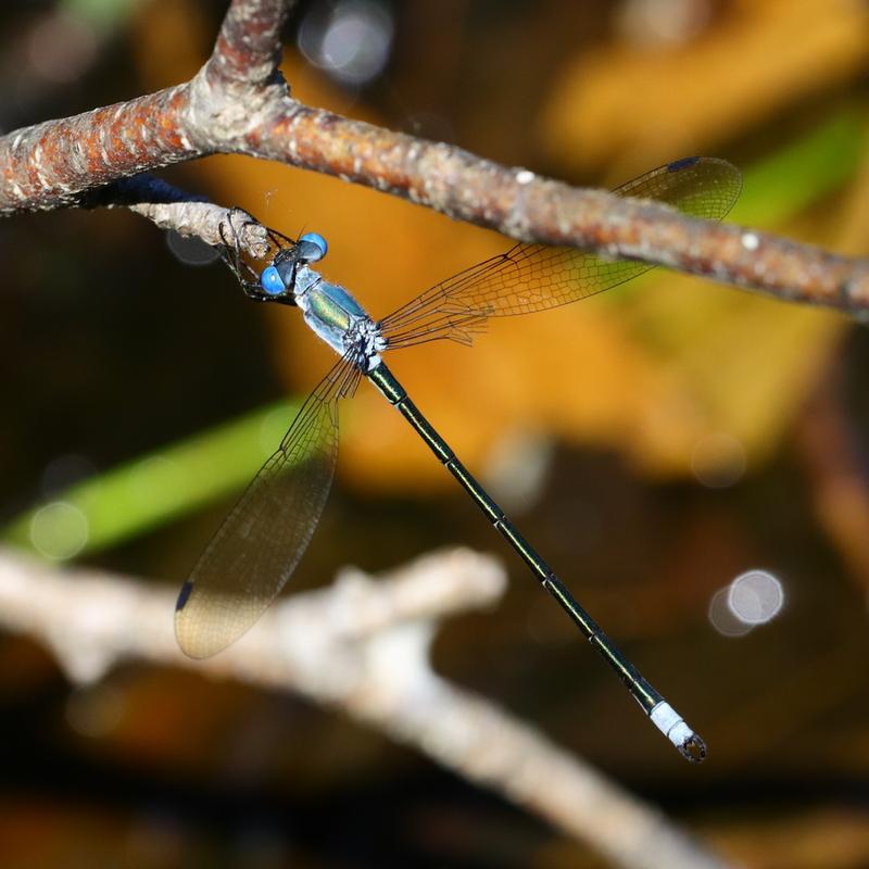 Photo of Amber-winged Spreadwing