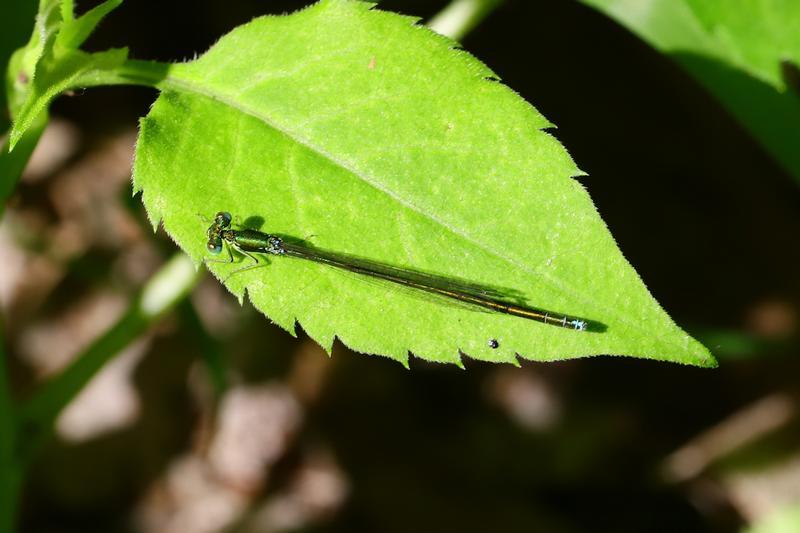 Photo of Sedge Sprite