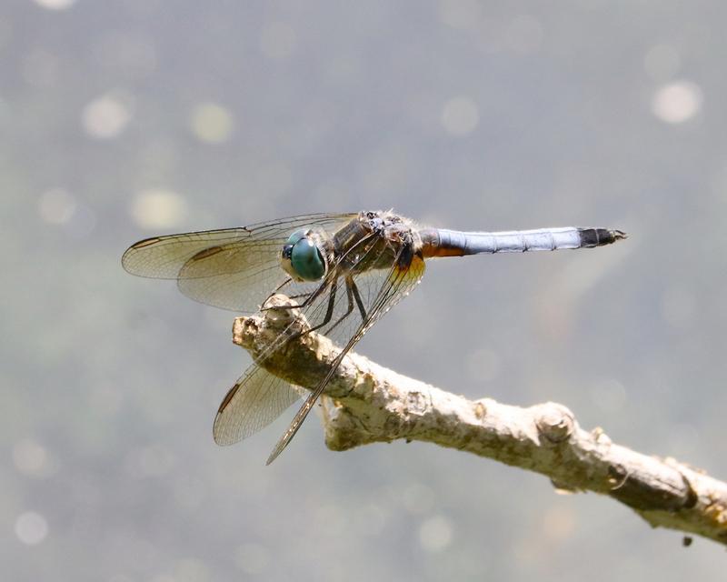Photo of Blue Dasher