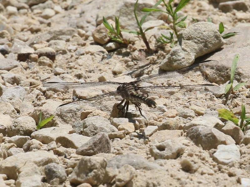 Photo of Common Sanddragon