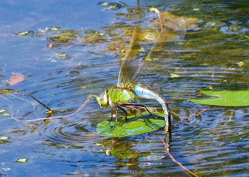 Photo of Common Green Darner