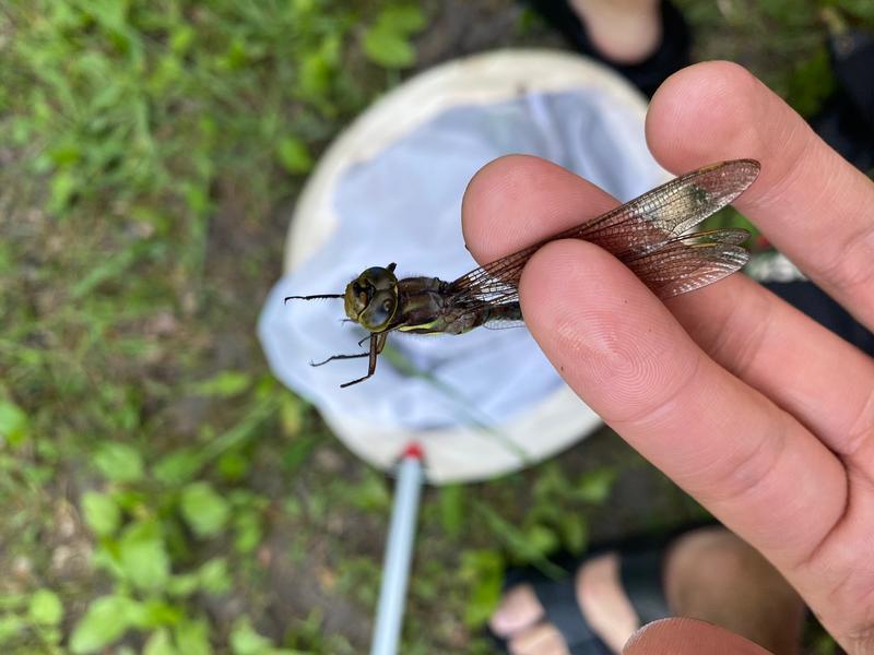 Photo of Springtime Darner