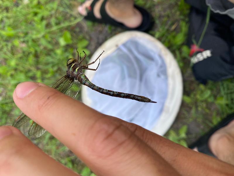 Photo of Springtime Darner