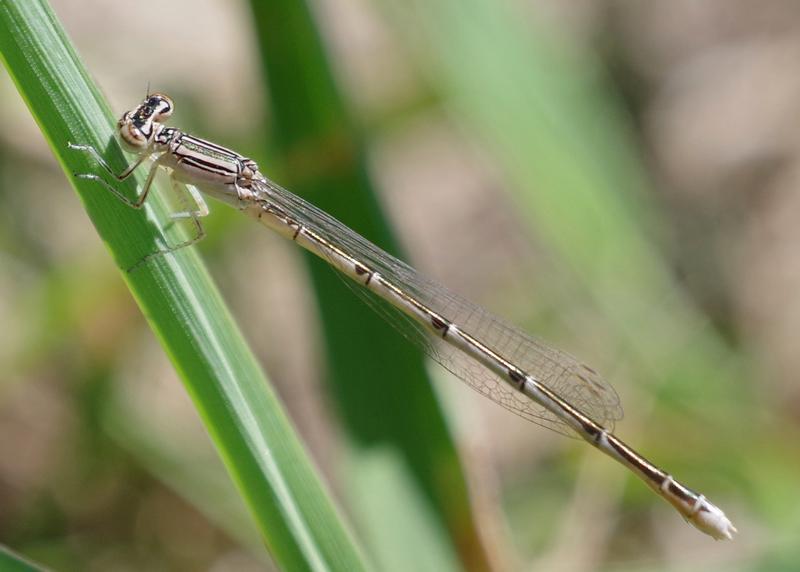 Photo of Double-striped Bluet