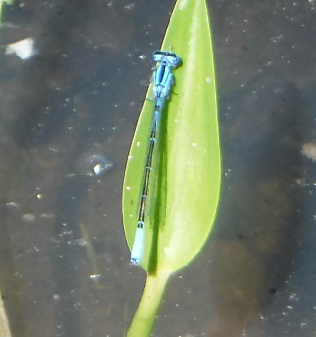 Photo of Azure Bluet