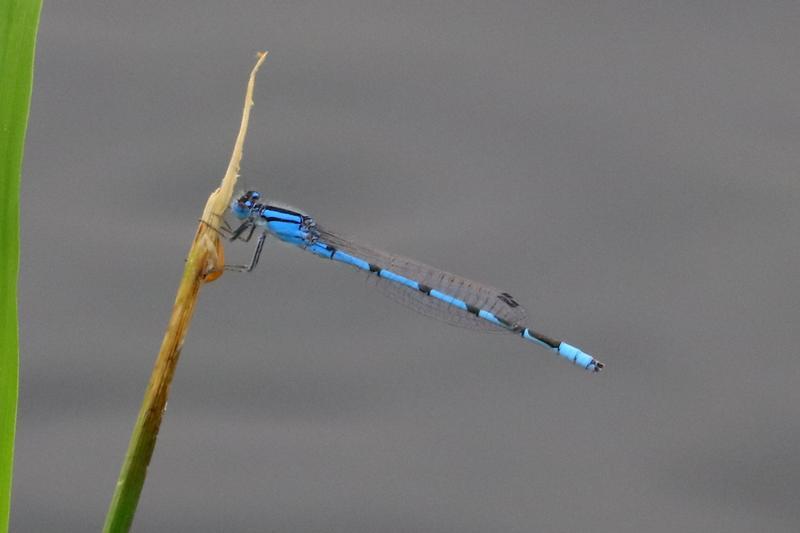 Photo of Familiar Bluet