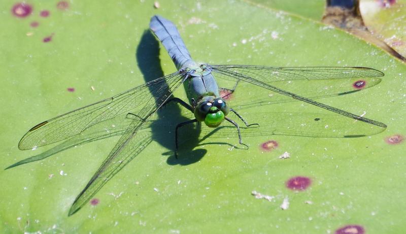 Photo of Eastern Pondhawk