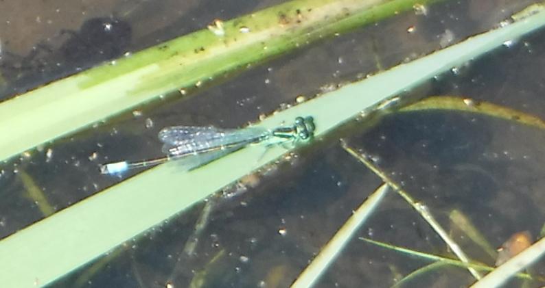 Photo of Eastern Forktail