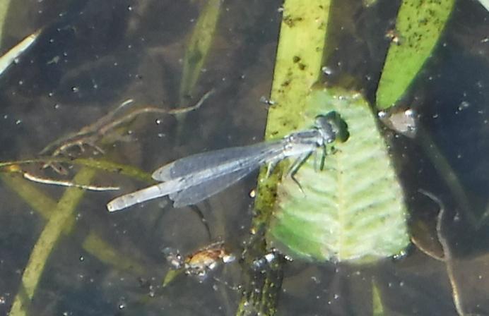 Photo of Eastern Forktail