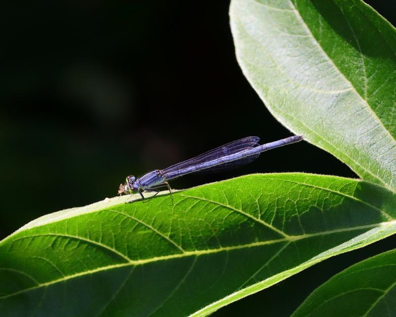 Photo of Eastern Forktail