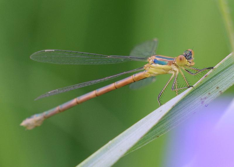 Photo of Emerald Spreadwing