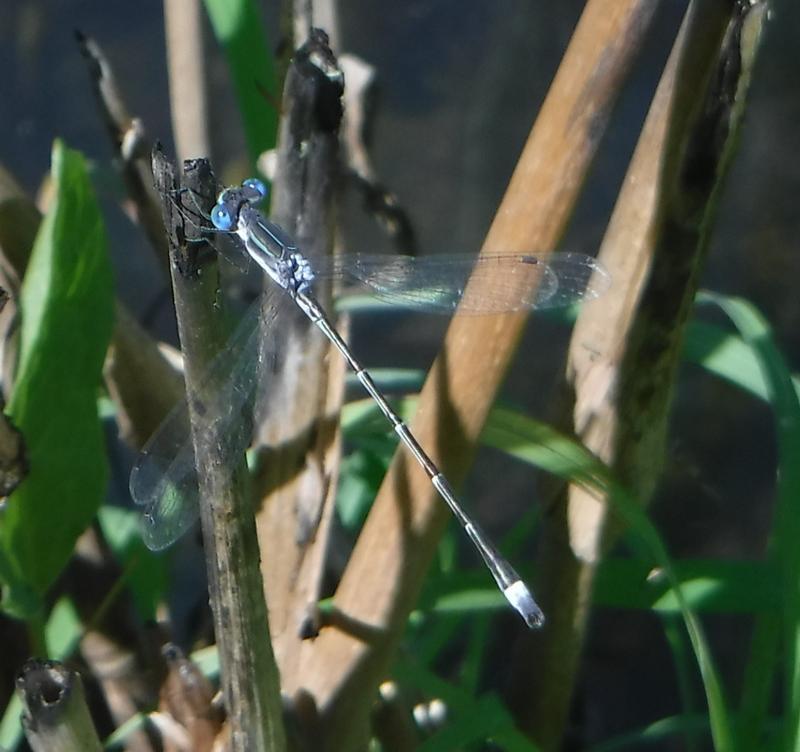 Photo of Southern Spreadwing