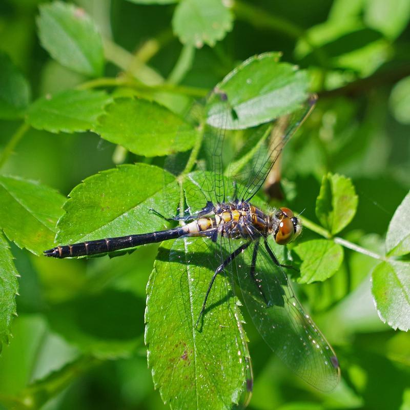 Photo of Belted Whiteface