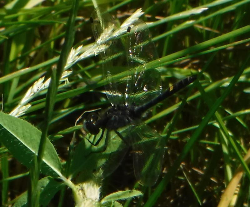 Photo of Dot-tailed Whiteface